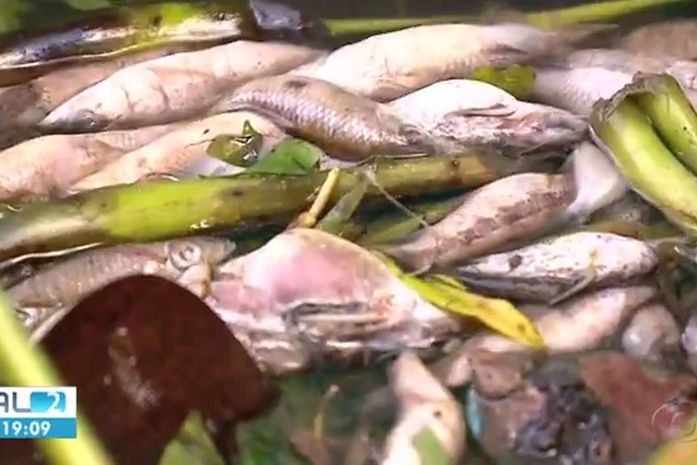 Após rompimento de tanque de melaço, peixes aparecem mortos no Rio Jequiá