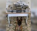 Com ajuda de cão farejador, mais de 10 kg de drogas são apreendidas dentro de ônibus, em Arapiraca