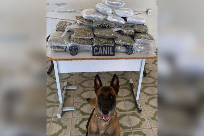 Com ajuda de cão farejador, mais de 10 kg de drogas são apreendidas dentro de ônibus, em Arapiraca