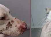 Lesões em pele de cão