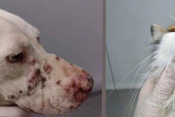 Lesões em pele de cão