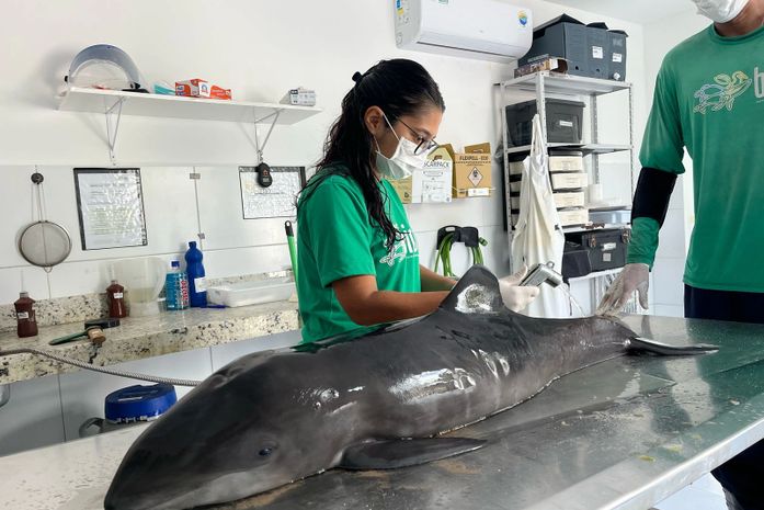 Filhote de golfinho é encontrado morto e resgatado pelo Instituto Biota em Maceió; veja as fotos 