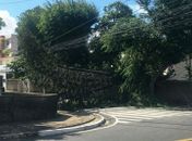 Àrvore caiu em rua da Pitanguinha