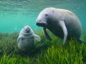 No mar também é Dia das Mães; conheça o cuidado materno do peixe-boi