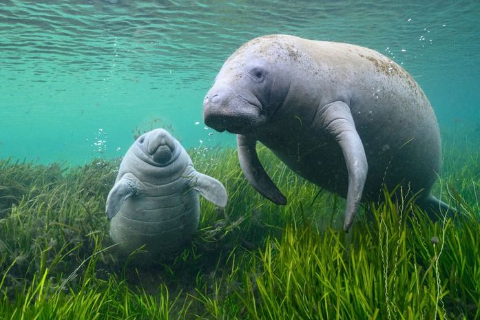 No mar também é Dia das Mães; conheça o cuidado materno do peixe-boi