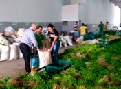 Teófilo acompanha a entrega de 25 toneladas de alimentos do PAA