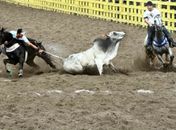 Vaquejada foi considerada   ilegal pelo STF