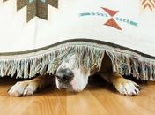 Dicas para proteger os animais do barulho dos fogos de artifício