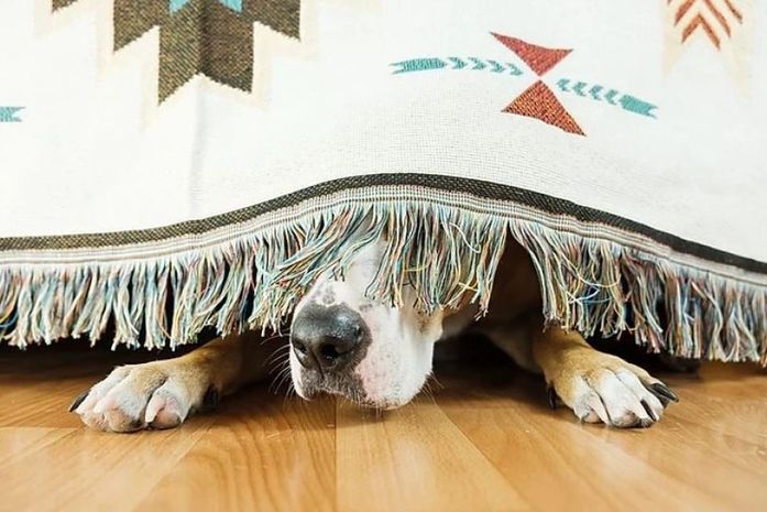 Dicas para proteger os animais do barulho dos fogos de artifício