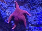 É você, Patrick? 'Forma incomum' de estrela-do-mar viraliza na web e gera memes