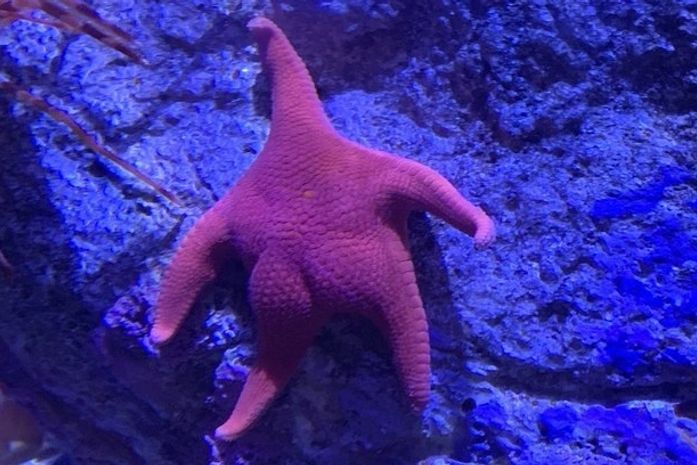 É você, Patrick? 'Forma incomum' de estrela-do-mar viraliza na web e gera memes