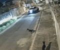 Maus-tratos: homem condenado após atropelar cão denuncia testemunhas do caso por estelionato e falso testemunho