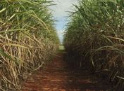 Produção de etanol na safra 2019/2020 deve aumentar 7,1%, diz Unica