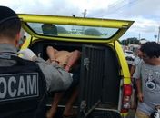 Dupla é presa após trocar tiros com policiais em Arapiraca