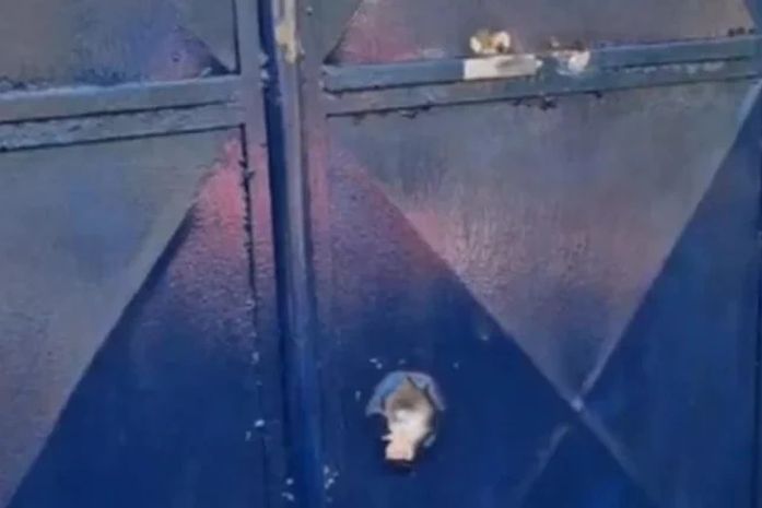 Tiros atingem escola indígena em Palmeira dos Índios e comunidade Xucuru-Kariri denuncia atentado