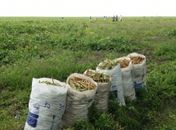 Vinte e um mil agricultores receberam seguro Garantia Safra em Alagoas