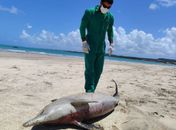 Somente em uma semana, cinco golfinhos morrem encalhados nas praias de AL 