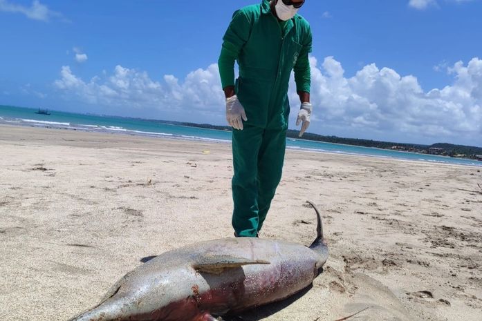 Somente em uma semana, cinco golfinhos morrem encalhados nas praias de AL