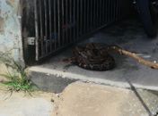 Jibóia é encontrada em residência e assusta moradores no município de Marechal Deodoro