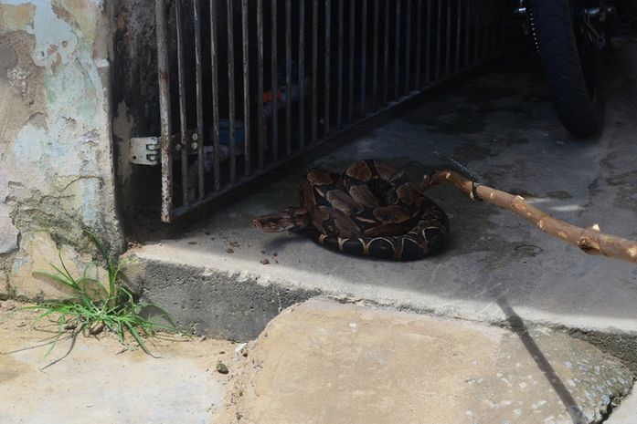 Jibóia é encontrada em residência e assusta moradores no município de Marechal Deodoro