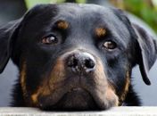 Bebê de 1 ano é morto após ser atacado por cão rottweiler