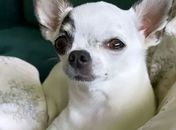  Cadela Chihuahua desaparecida no bairro Novo Horizonte é encontrada 