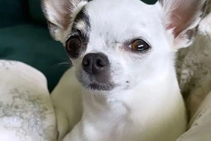 Família de Arapiraca procura cadela Chihuahua desaparecida no bairro Novo Horizonte