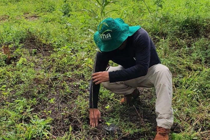 Junho Verde: projeto incentiva plantio de árvores em Alagoas