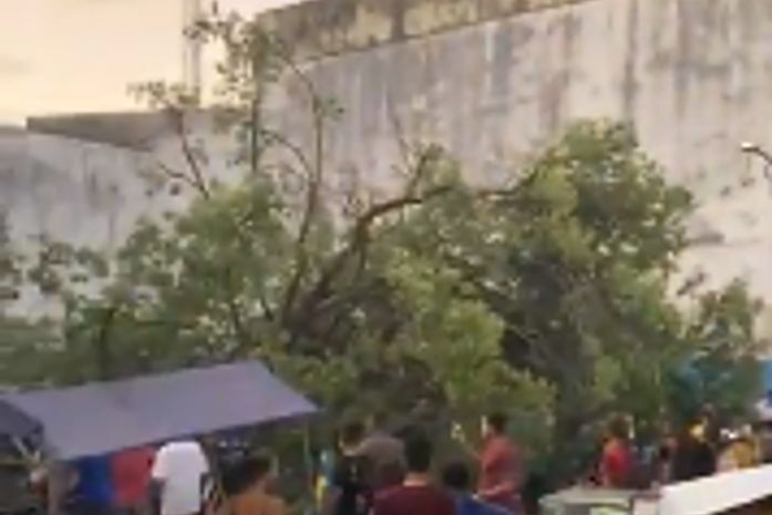 Vídeos: queda de árvore bloqueia rua no Centro de Maceió