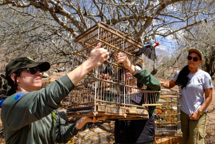 Cerca de 140 animais silvestres foram devolvidos à seu habitat natural