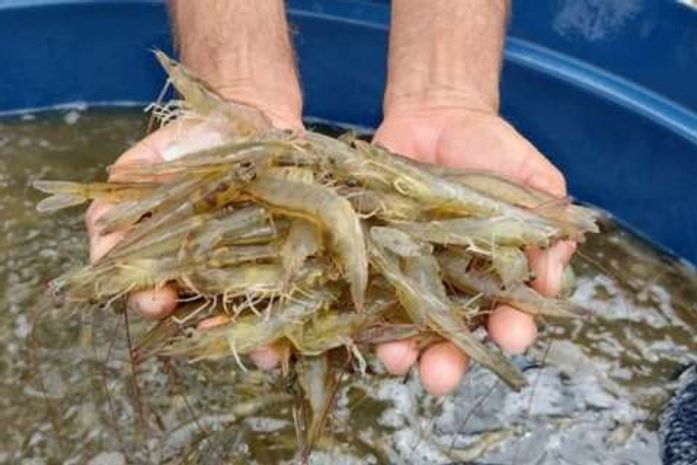 Expansão do cultivo de camarão em Arapiraca ganha destaque nacional