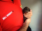 Os novos cães-bombeiros serão treinados para dar continuidade ao trabalho de salvar vidas