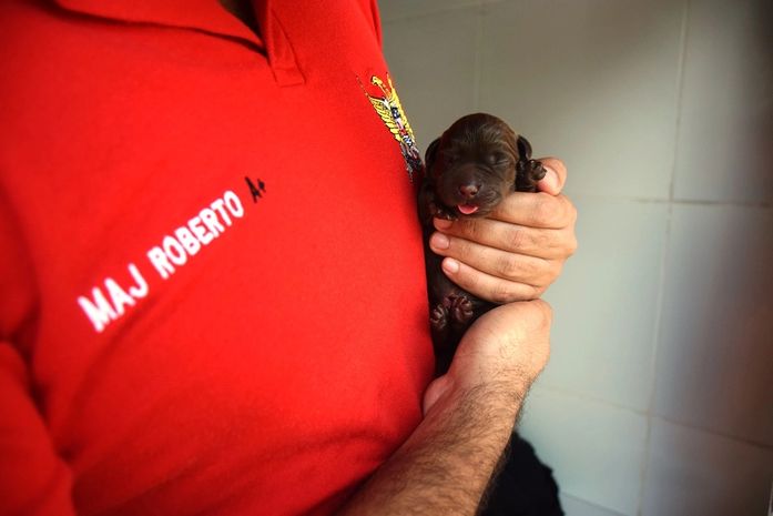 Os novos cães-bombeiros serão treinados para dar continuidade ao trabalho de salvar vidas