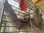 Bicho-preguiça flagrado em ônibus está sendo cuidado por especialistas