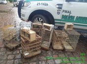 Durante fiscalização, polícia apreende aves silvestres em feiras livres no interior