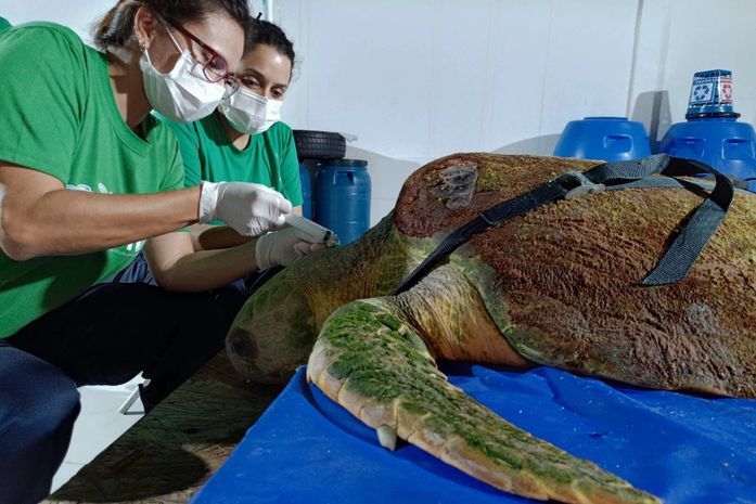 Tartaruga resgatada há três meses é devolvida ao mar na praia de Guaxuma; veja o vídeo