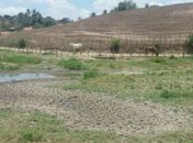 Alagoas registra agravamento da seca no mês de janeiro