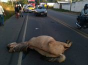 Animal solto em rodovia provoca acidente em trecho da rodovia AL-110 em Arapiraca  