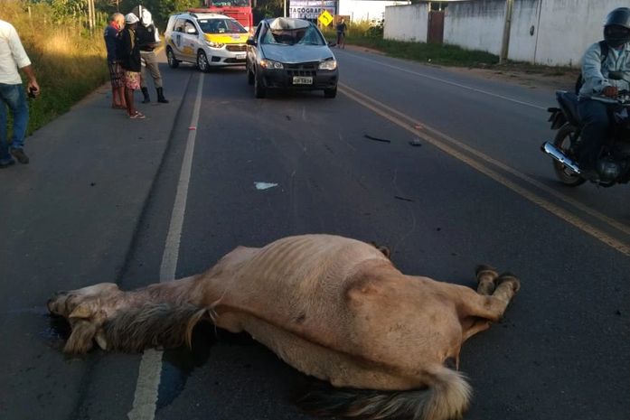 Animal solto em rodovia provoca acidente em trecho da rodovia AL-110 em Arapiraca