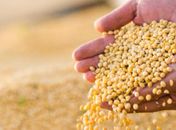 Estimativa do Valor Bruto da Produção atinge R$1,109 trilhão para este ano