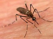 Mosquito Anopheles transmissor da Malária