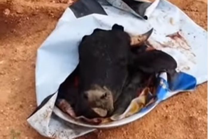 “Despacho” com cabeça de boi e material de candidato é deixado em encruzilhada