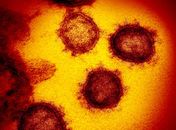 Identificadas duas linhagens novas do coronavírus no Brasil