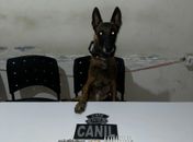 Canil 3º BPM