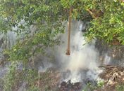 Incêndio é registrado em área de preservação ambiental em Fernão Velho