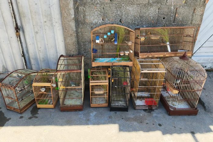 Operação resgata mais de 100 aves silvestres em diferentes municípios de AL