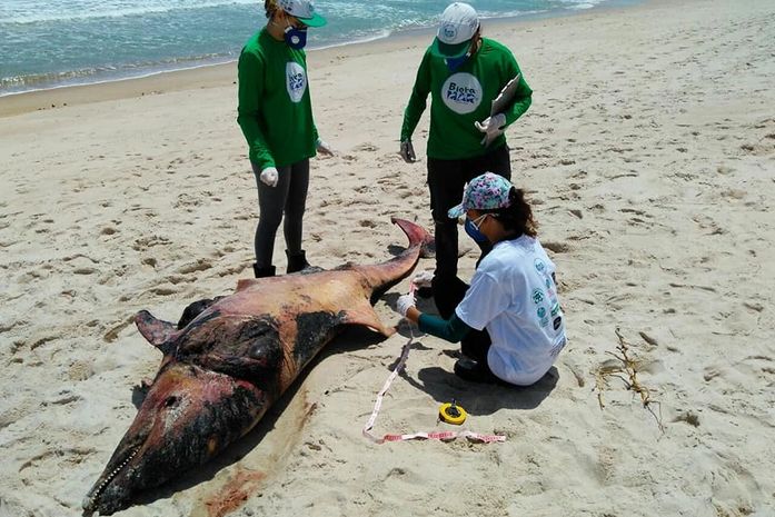 Golfinho é encontrado morto em praia no litoral sul
