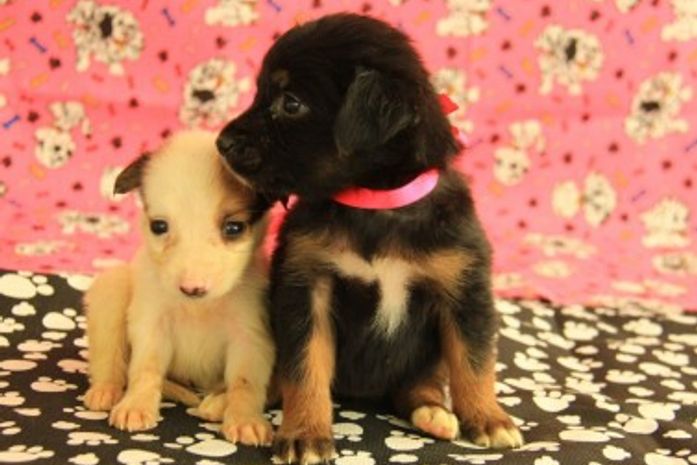 Cães para adoção