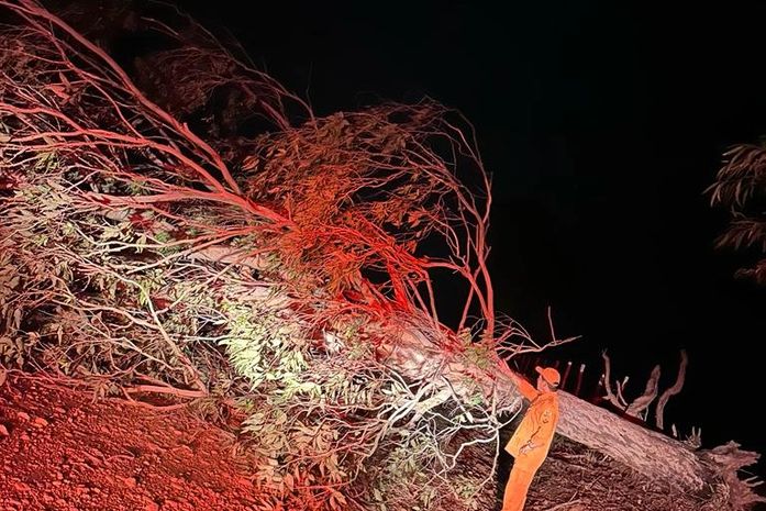 Fortes ventos: árvore cai e interdita estrada no interior de AL