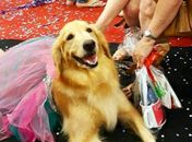 Carnaval Pet com feira de adoção de animais é atração deste sábado (16) no Parque Shopping